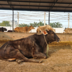 donation for Gaushala