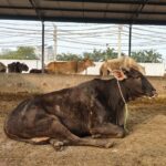 cow welfare in Ludhiana