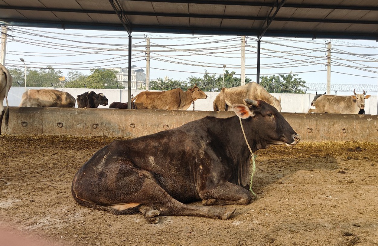 cow welfare in Ludhiana