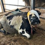 Your small donation can save the life of a cow