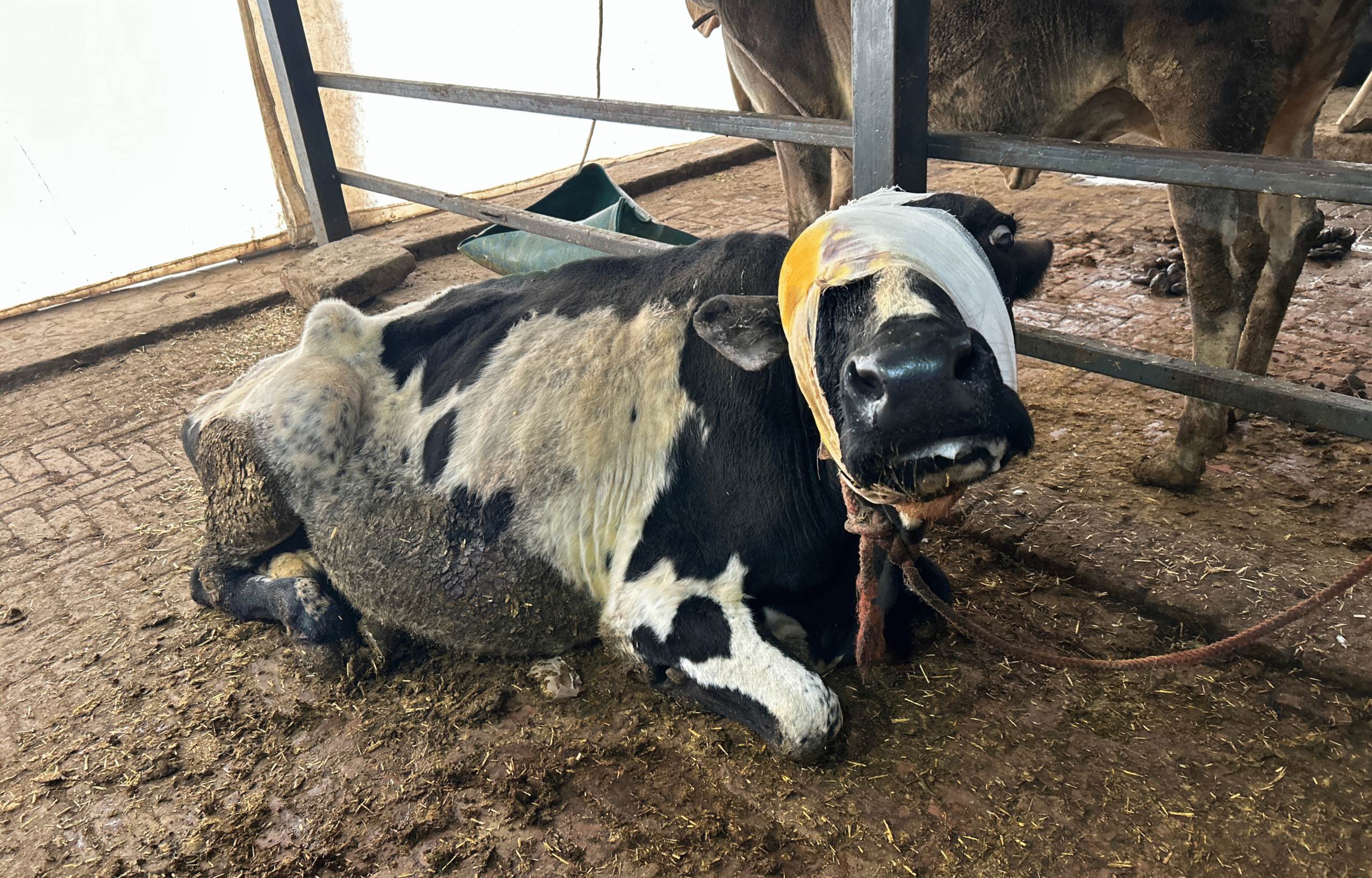 Your small donation can save the life of a cow