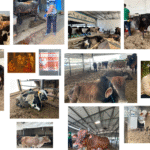 Spiritual benefits of Gau Seva