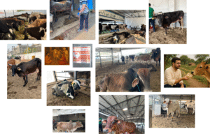Spiritual benefits of Gau Seva