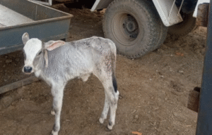 gau maata sanrakshan mein aapaka yogadaan