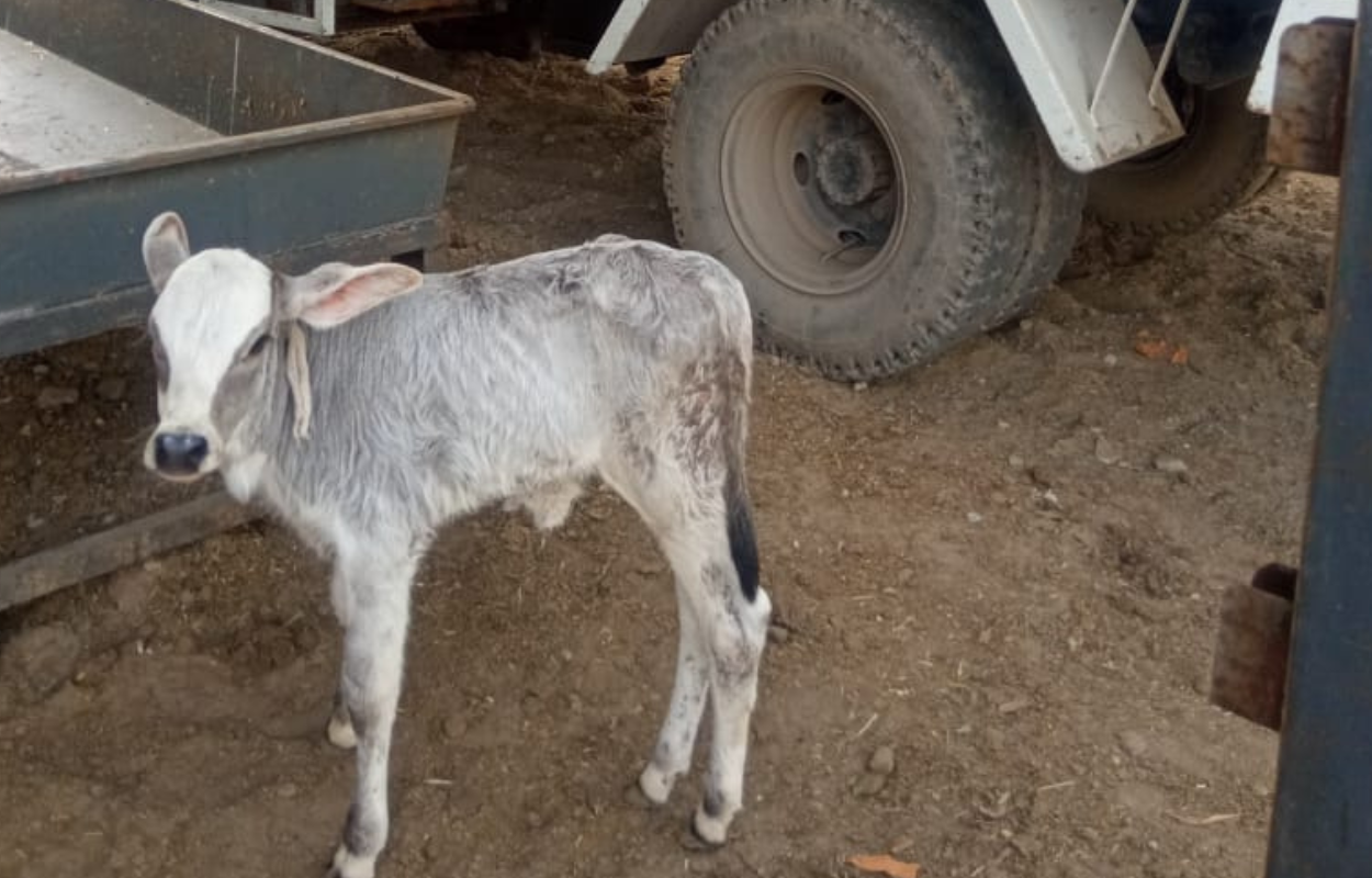 gau maata sanrakshan mein aapaka yogadaan