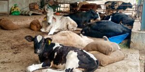 Cow Service in the Modern Era