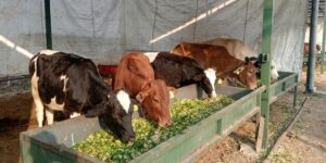 Cow Service for Peace Positivity and Prosperity