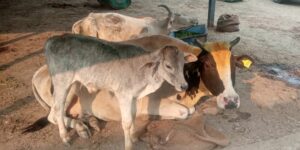 Cow Welfare Awareness in India