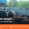 Gau Mata Ki Sewa & Protection