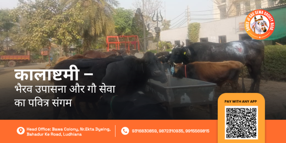 Kaalashtami Bhairav Puja Gau Seva