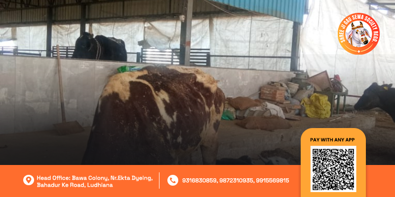 Sankashti Chaturthi 2025 Gau Seva