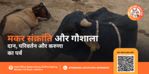 Makar Sankranti Gau Seva Daan