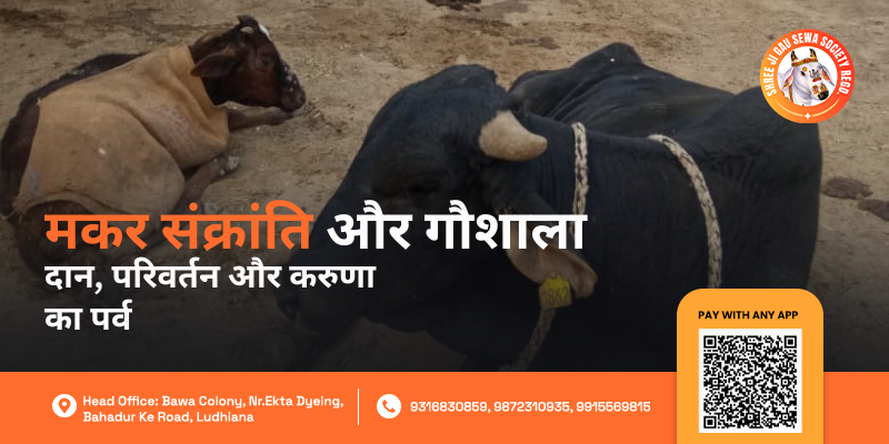 Makar Sankranti Gau Seva Daan