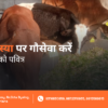 Maghi Amavasya Gau Seva