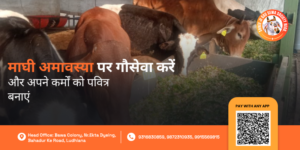 Maghi Amavasya Gau Seva