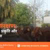Gau Mata Sanrakshan Sewa