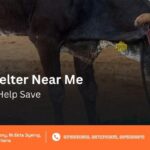 animal shelter near me