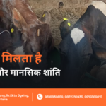 Gau Seva se mansik shanti