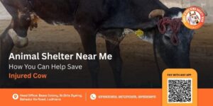 animal shelter near me