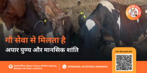 Gau Seva se mansik shanti