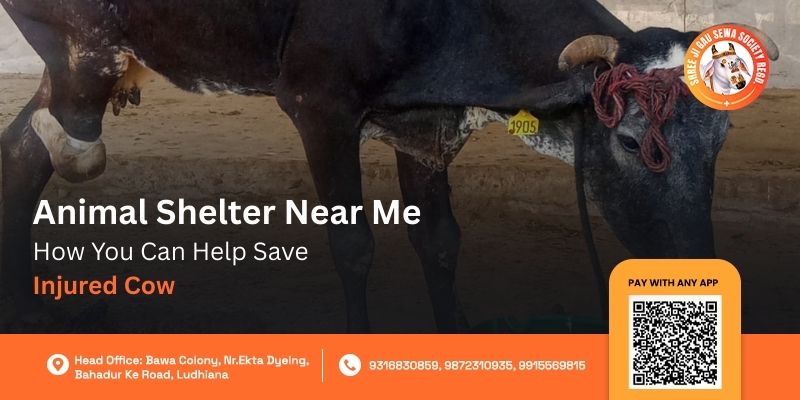 animal shelter near me