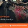 Injured Cow Rescue India