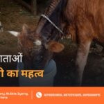 Gau Mata Pani Seva