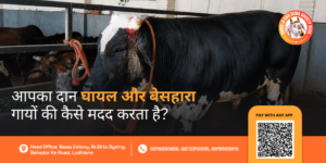 Injured Cows Donation