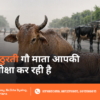 Barish Mein Gau Seva