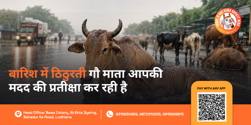 Barish Mein Gau Seva