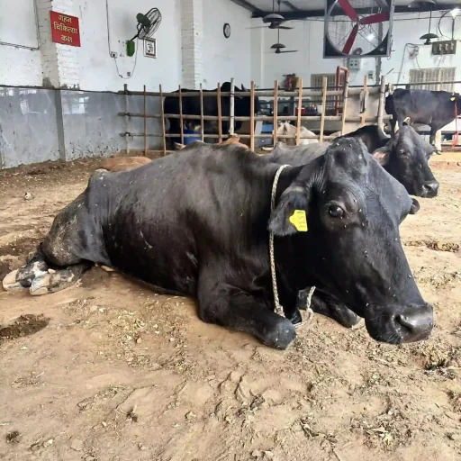 converted-image (10)